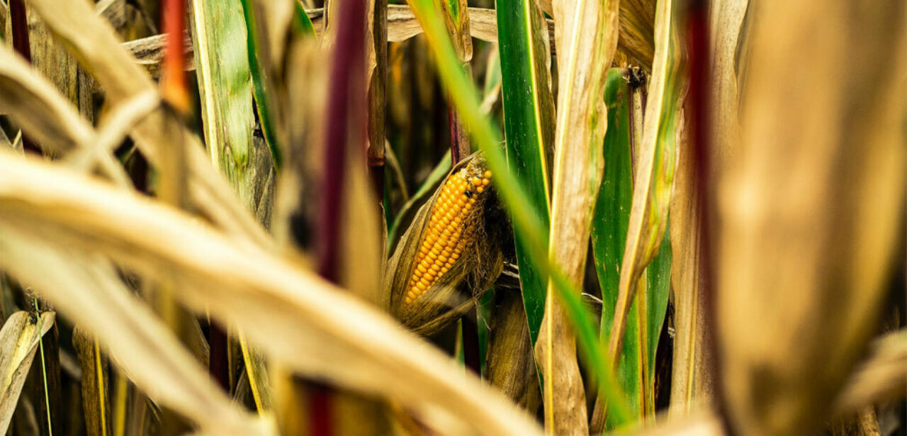 Cornfield brown green